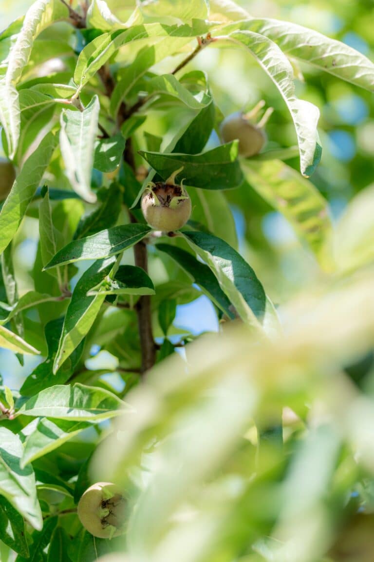 01234-florian-knusper-hochzeitsfotograf-wuerzburg-laub-im-garten-Kloster Bronnbach