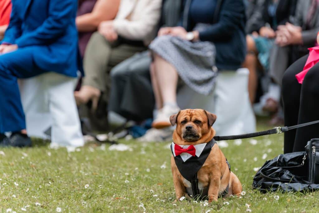 Hund im Anzug sitzt bei Hochzeitsgästen im Freien