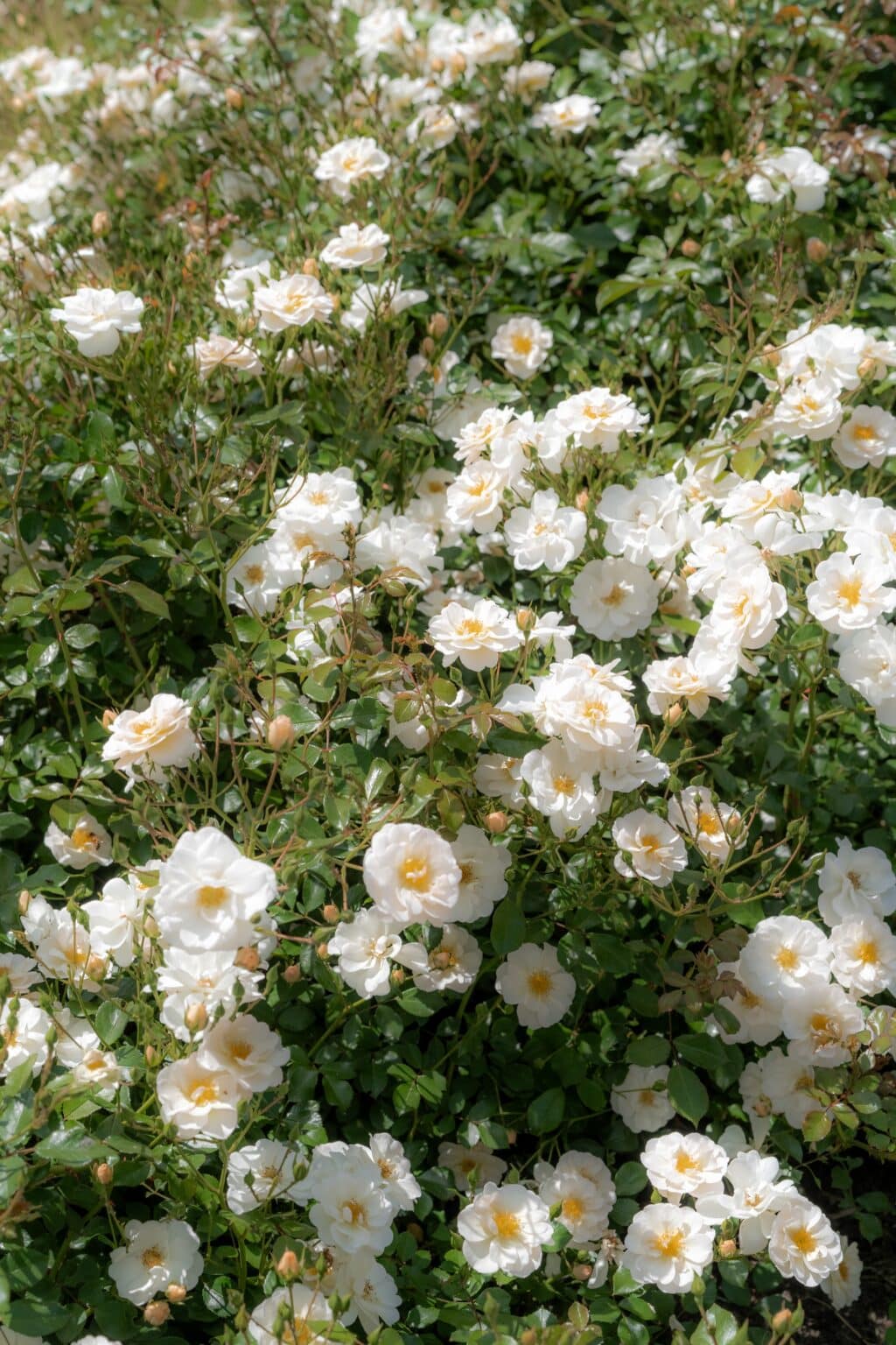 Weiße Rosen im Garten, Hotel Schindlerhof