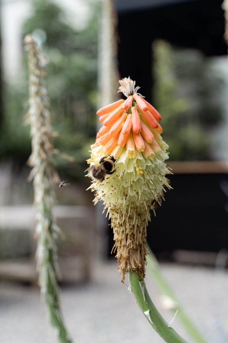 02406-florian-knusper-hochzeitsfotograf-wuerzburg-pflanze-im-garten-villa-oriental