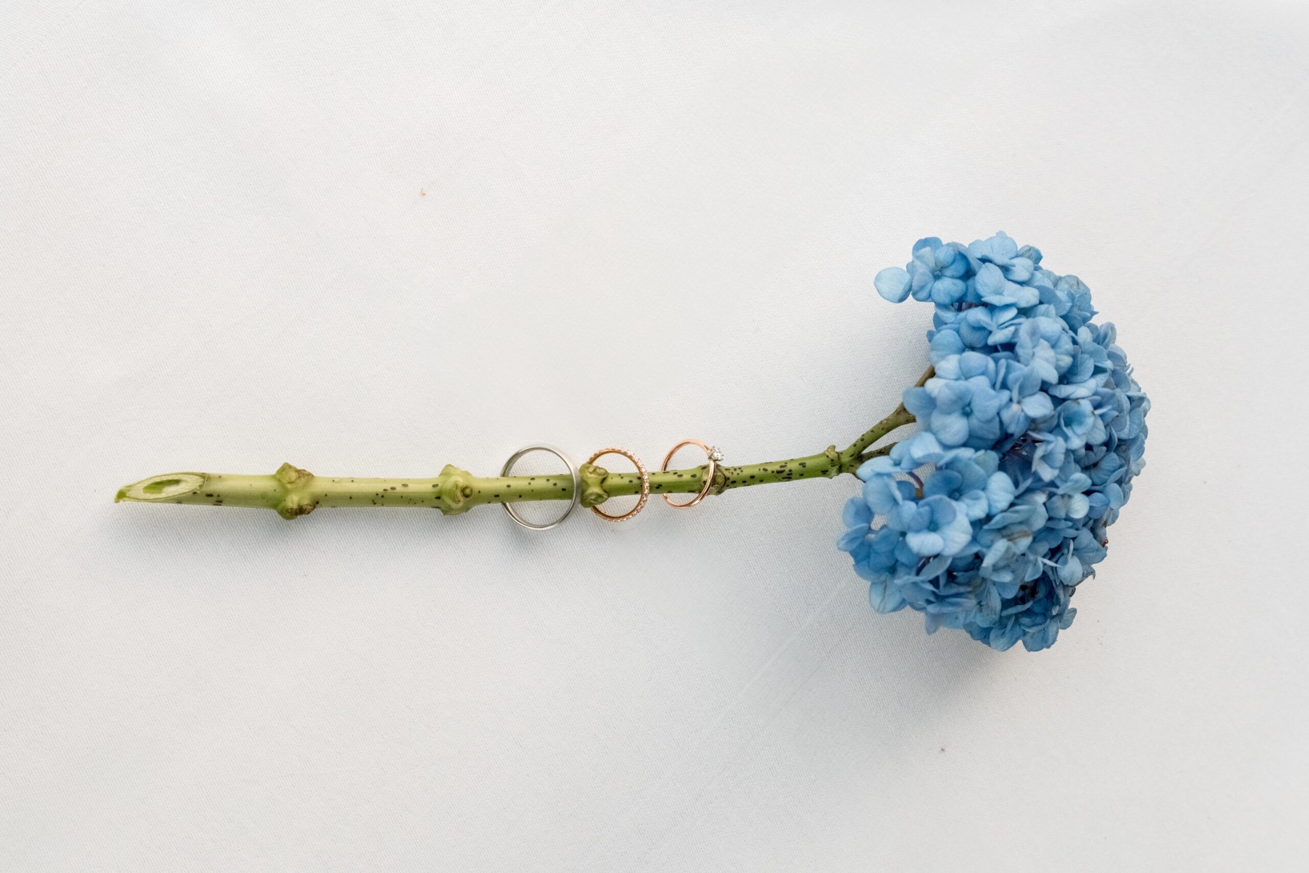 Blaue Blume mit Eheringen auf Stiel