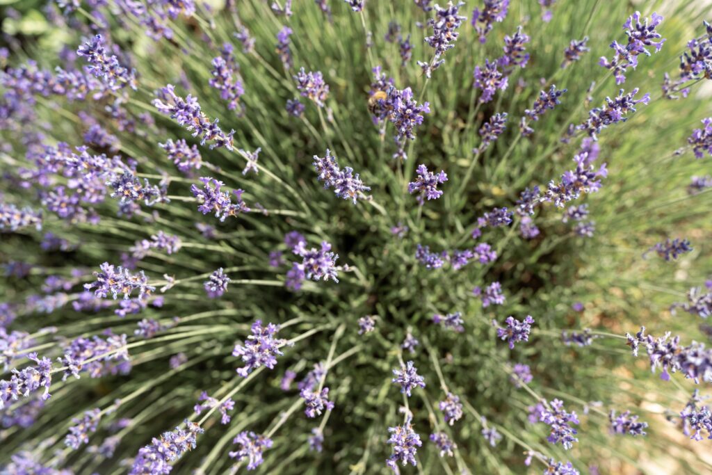 Lavendelfeld als florale Hochzeitsdeko im Sommergarten