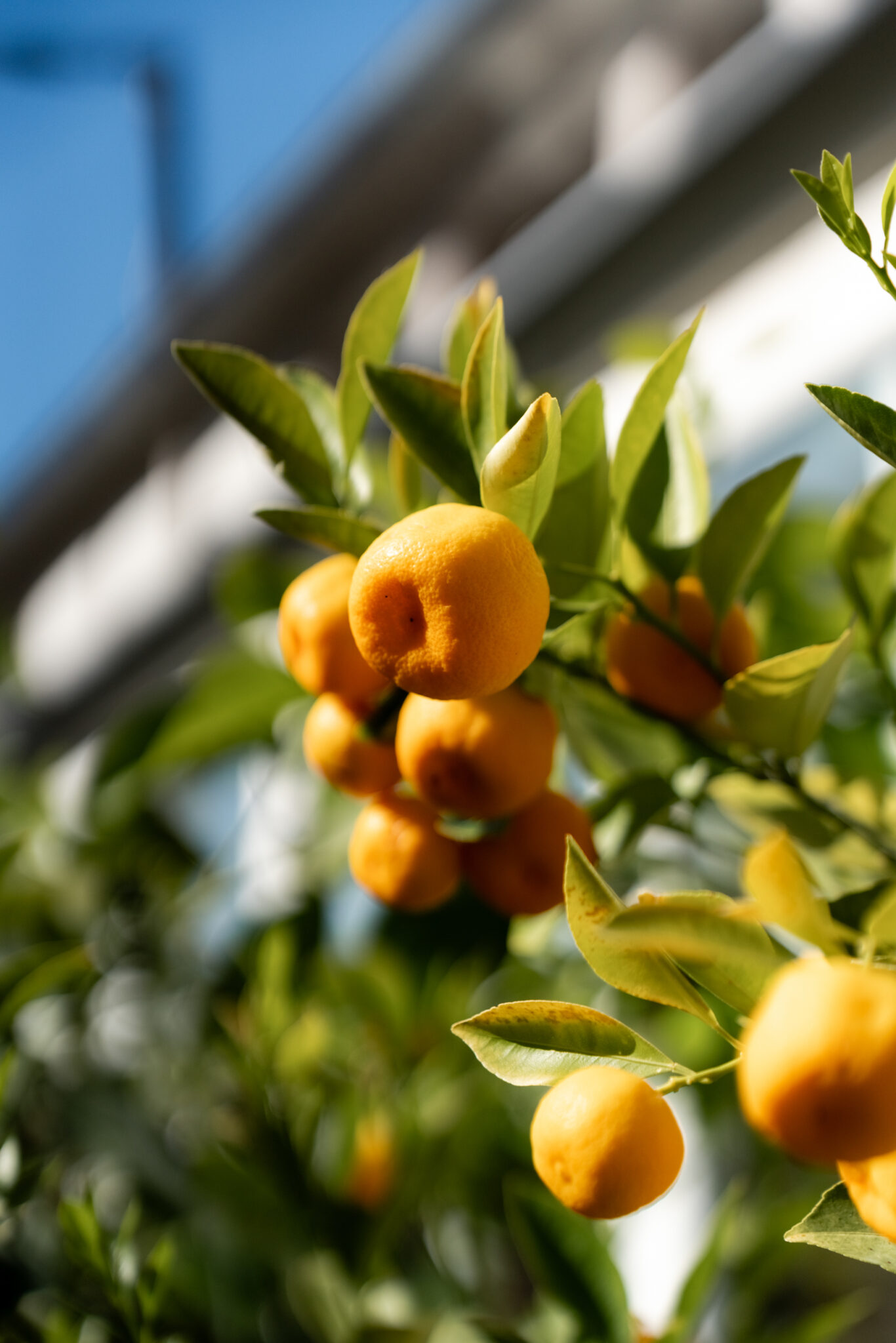 Zitrusbaum im Garten der Hochzeitslocation
