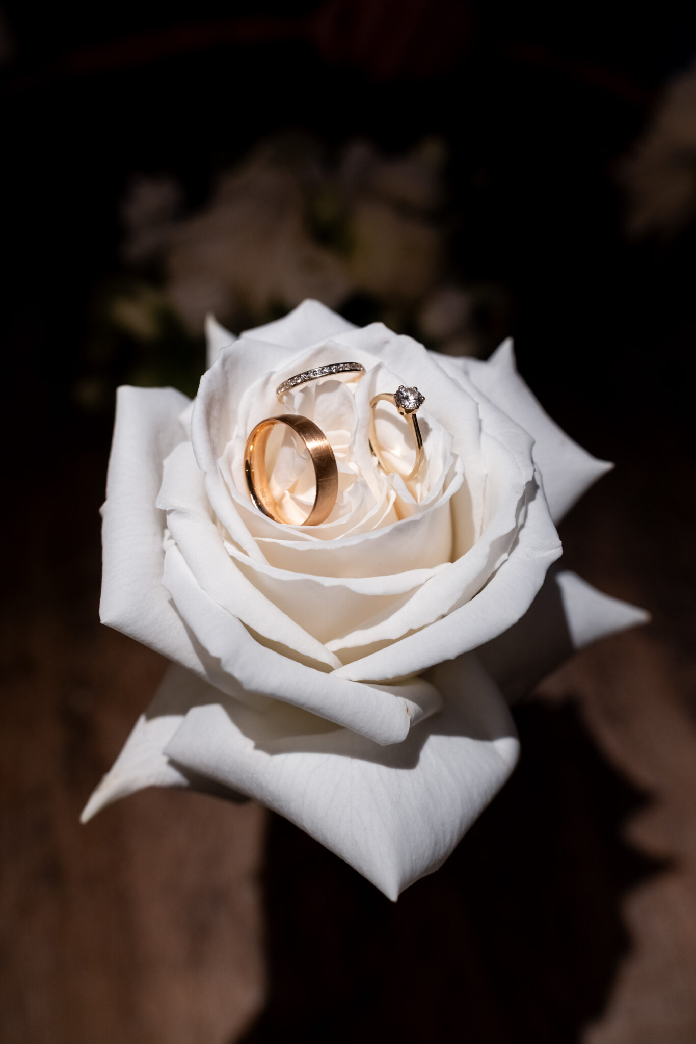 Trauringe und Verlobungsring auf weißer Rose