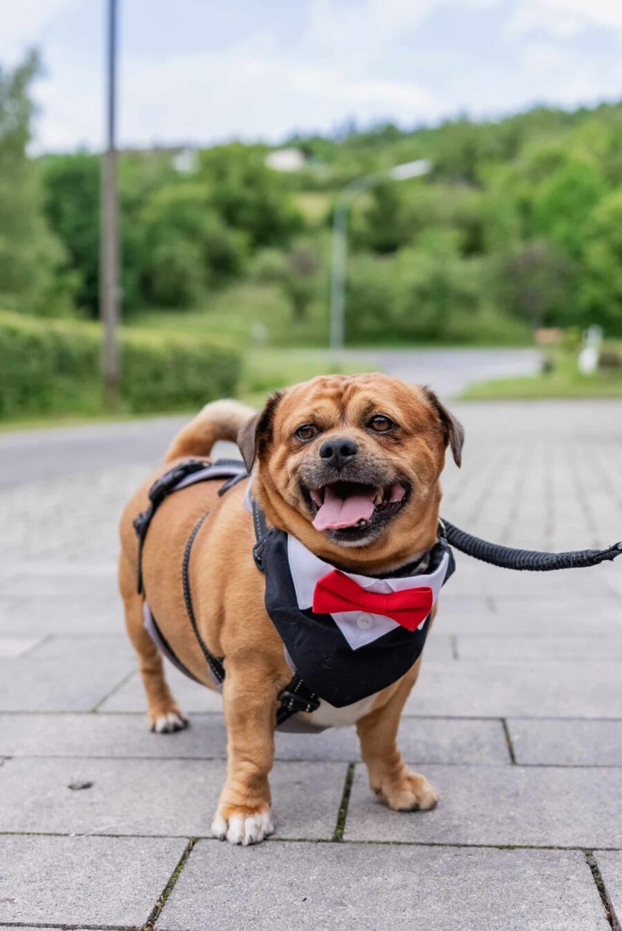 Hund im Smoking bei Hochzeit im Freien.