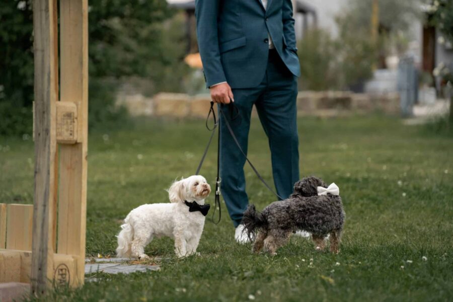 Elegante Hunde mit Fliegen im Hochzeitsgarten