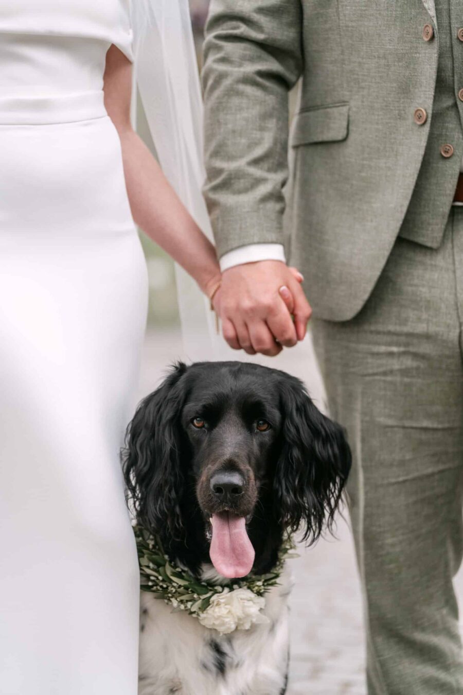 Hochzeit Insel Mainau Bodensee – Heiraten am Bodensee 53 Hund mit Blumenkranz zwischen Braut und Bräutigam