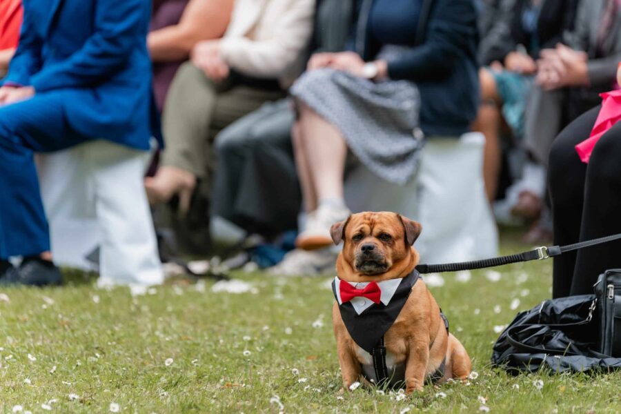 Hund im Anzug sitzt bei Hochzeitsgästen im Freien
