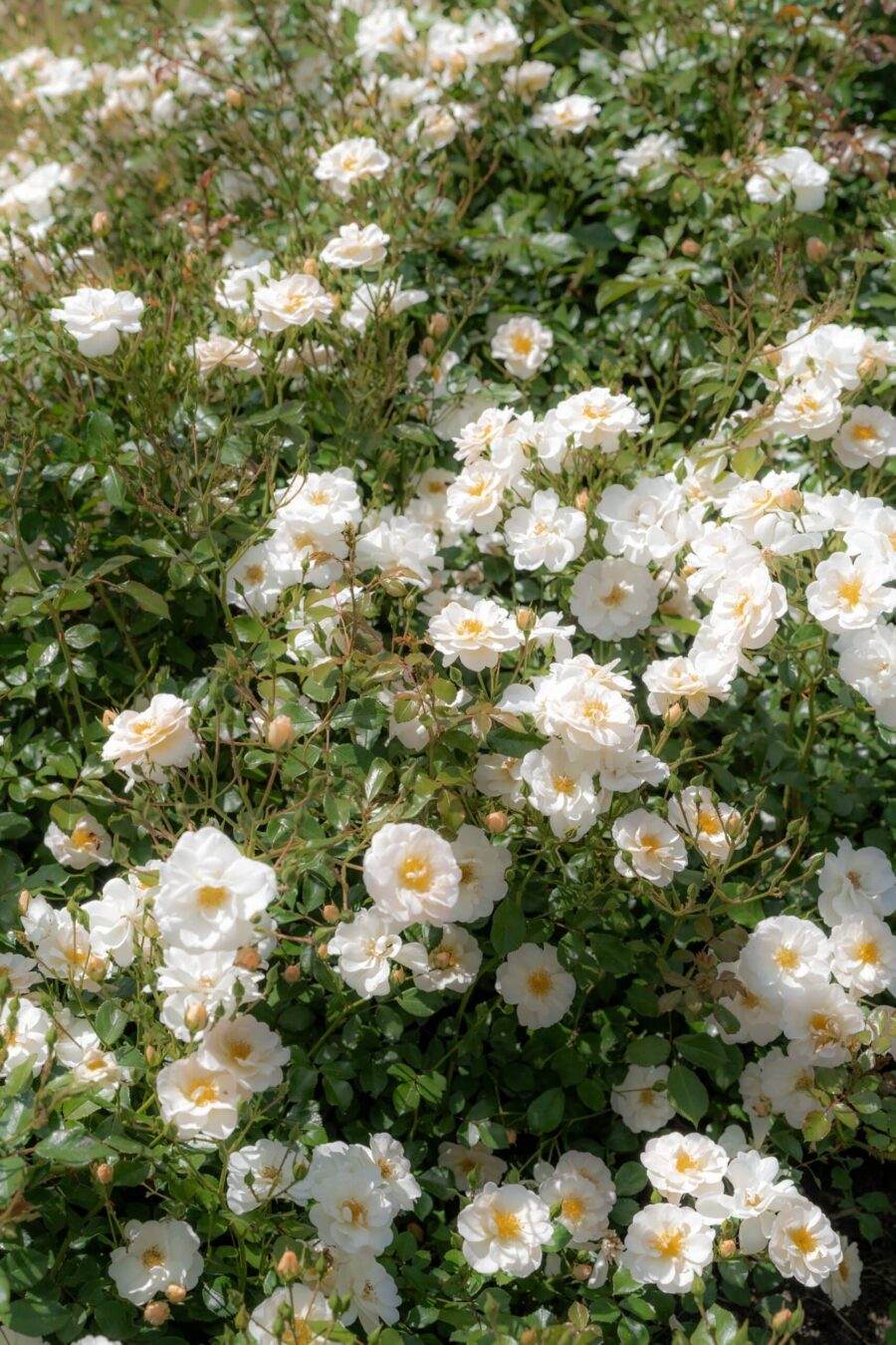 Weiße Rosen im Garten, Hotel Schindlerhof