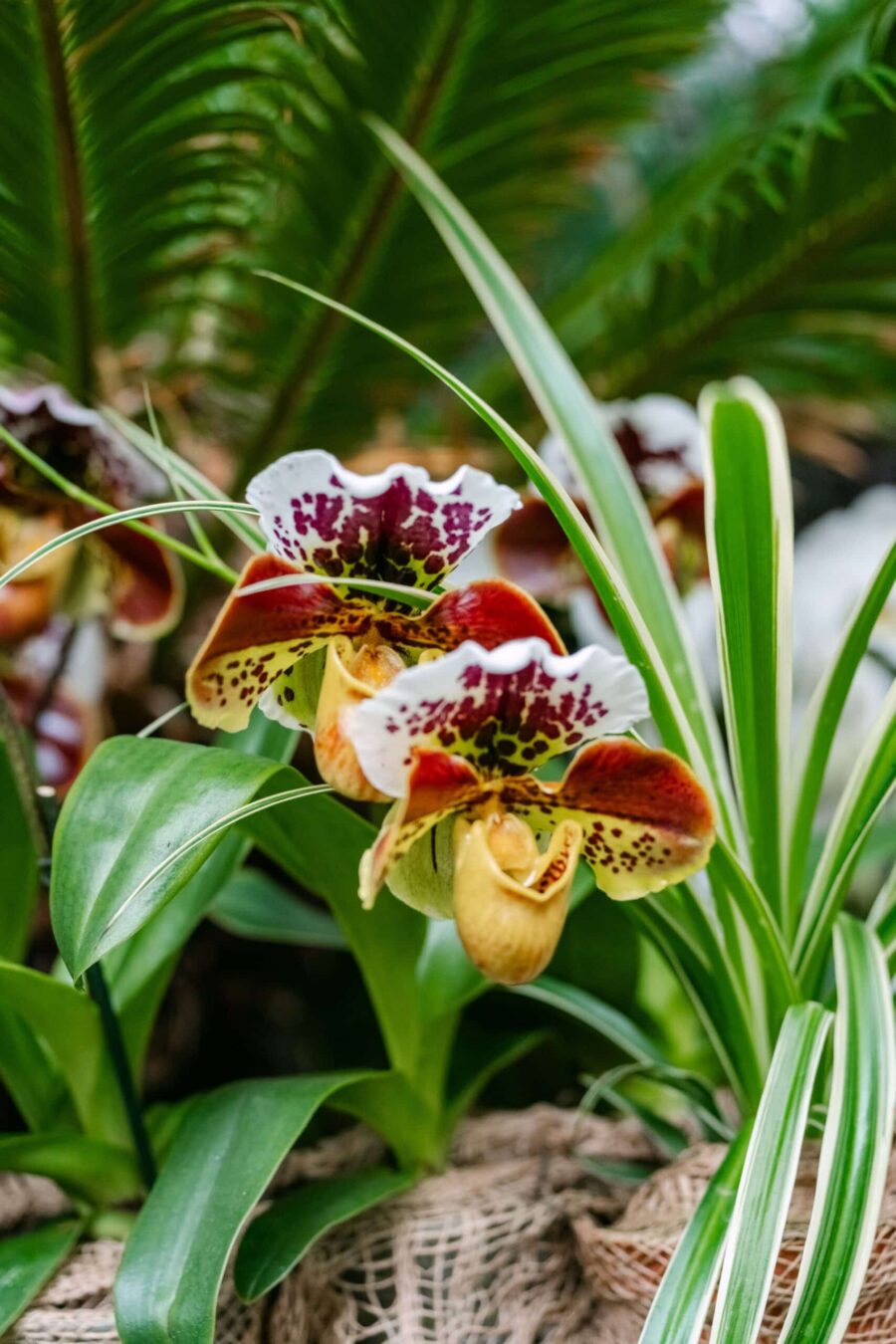 Hochzeit Insel Mainau Bodensee – Heiraten am Bodensee 101 Hochzeitsdeko mit Orchideen im Garten