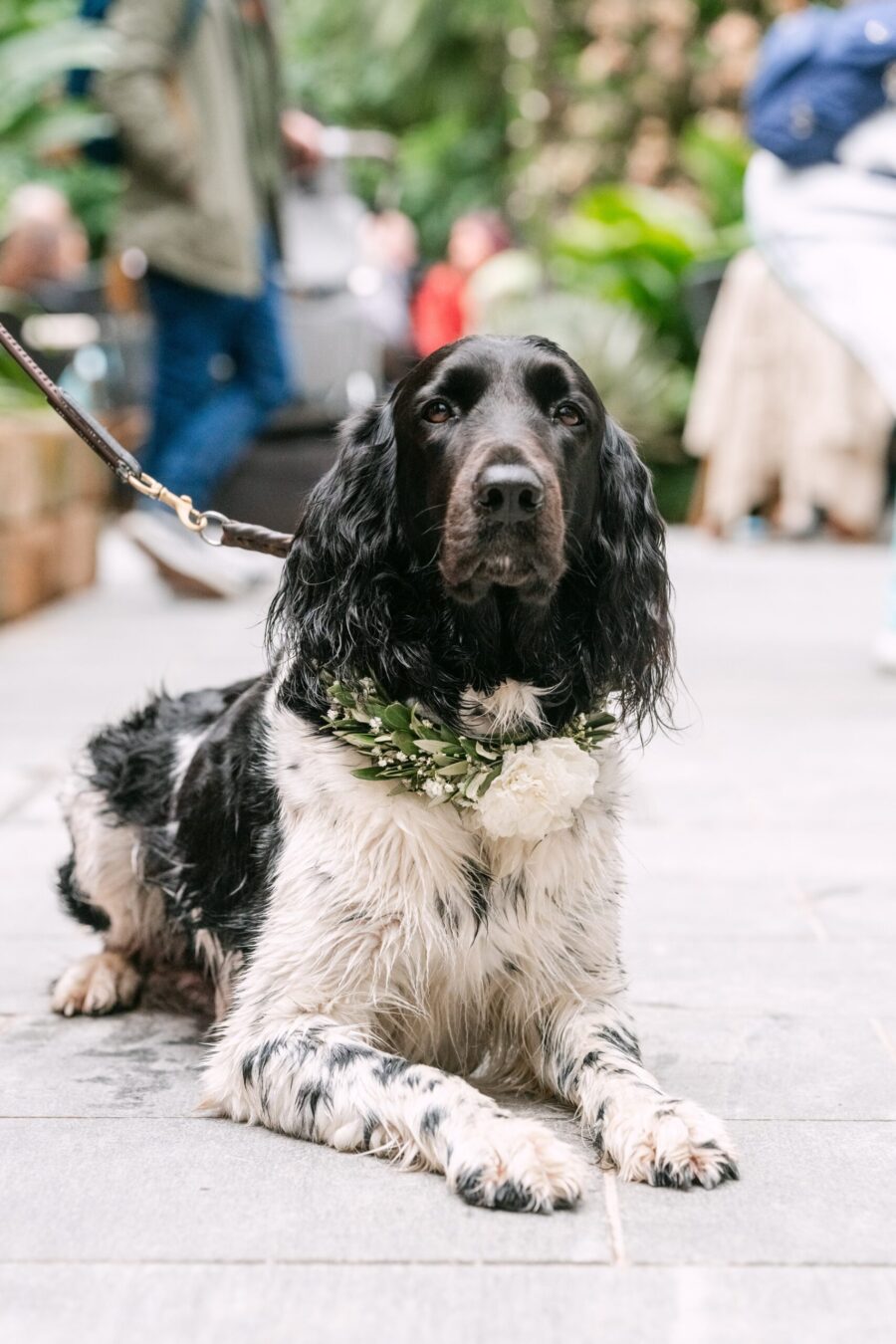 Hochzeitshund mit Blumenhalsband bei der Feier