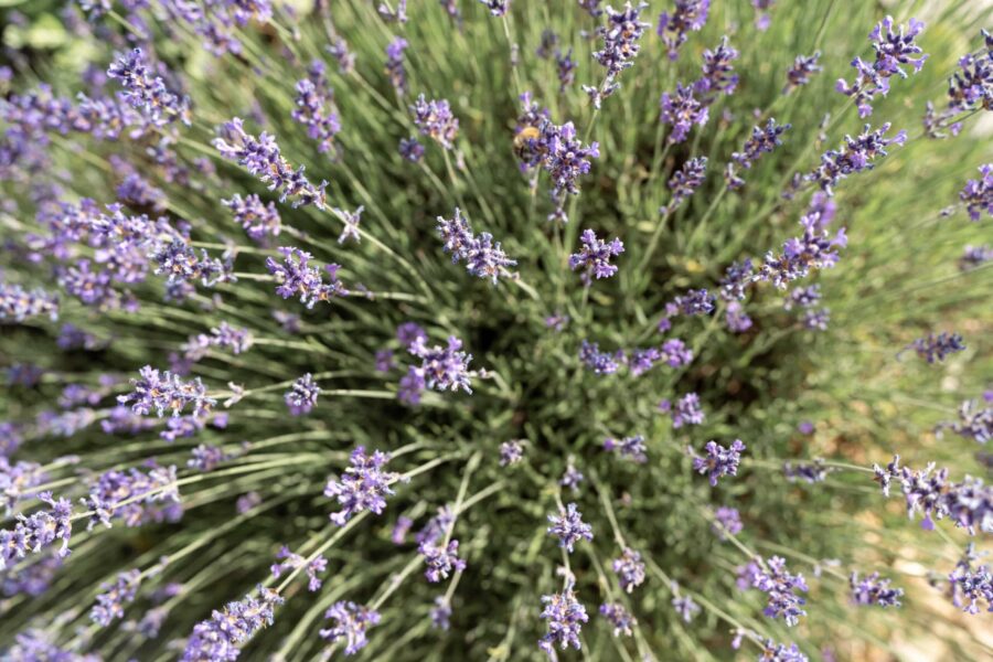 Lavendelfeld als florale Hochzeitsdeko im Sommergarten